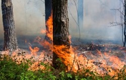 natural disaster preparedness