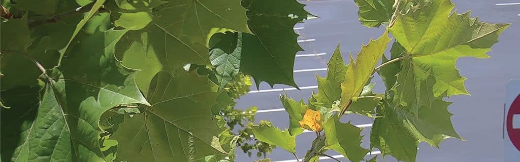 camera occlusion